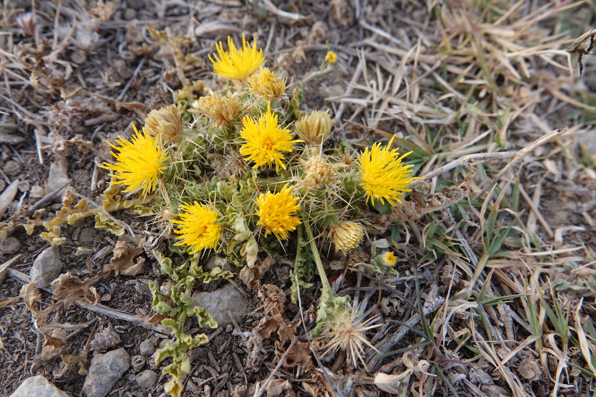 Centaurea glomerata flower