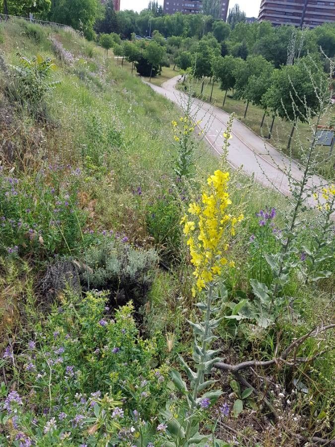 Verbascum speciosum flower