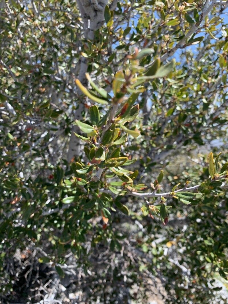 Cercocarpus ledifolius — houseplant care guide