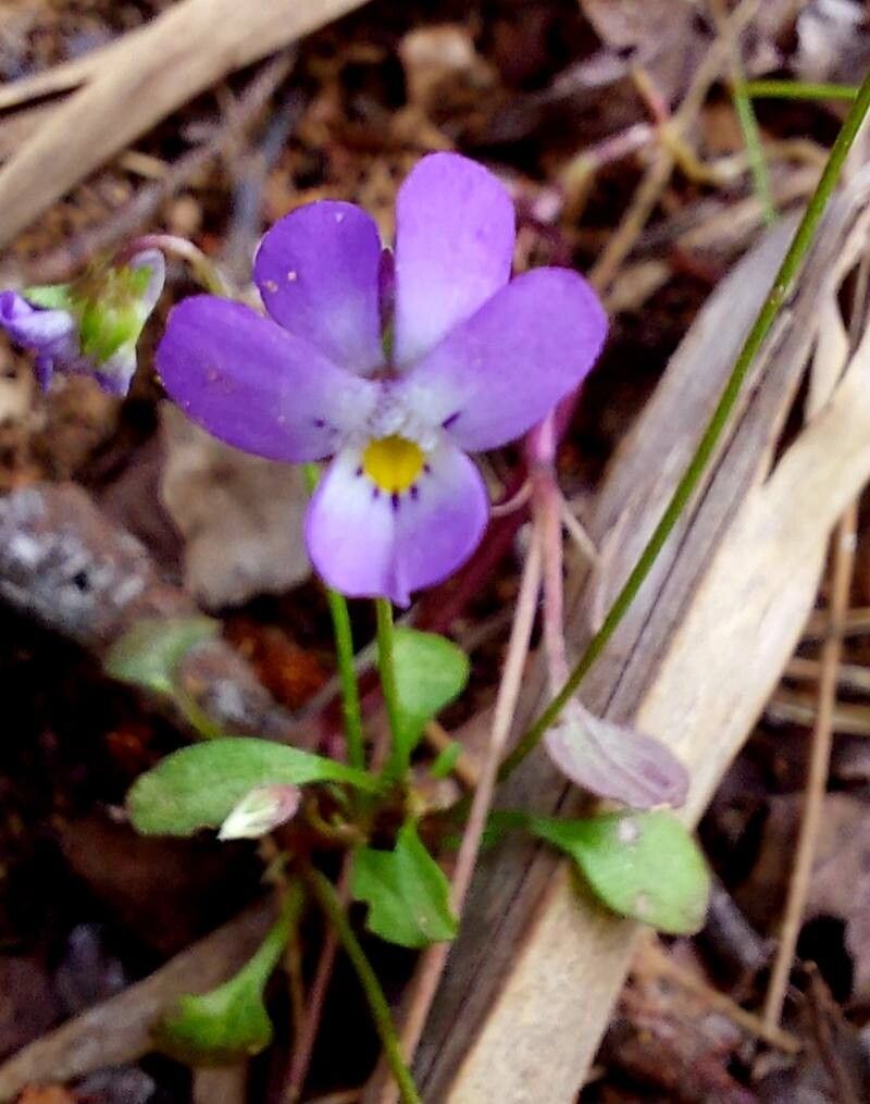Viola heldreichiana flower