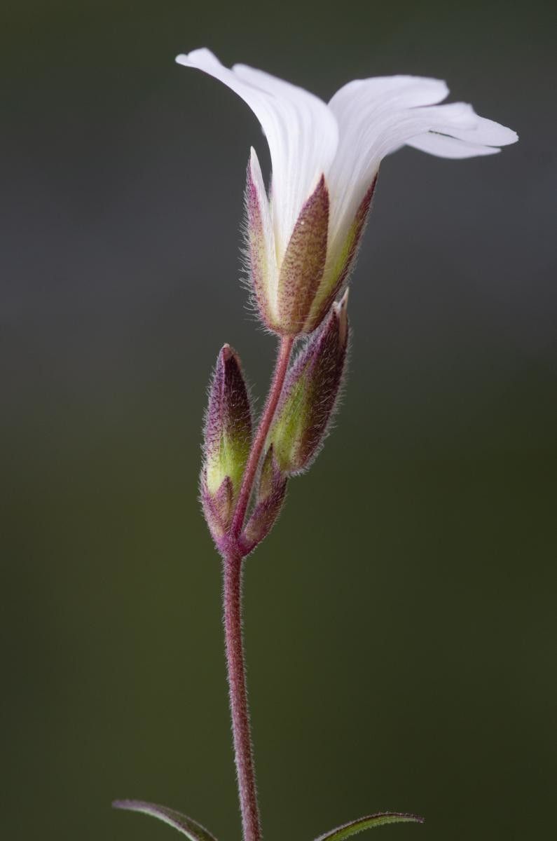 Cerastium stenopetalum flower