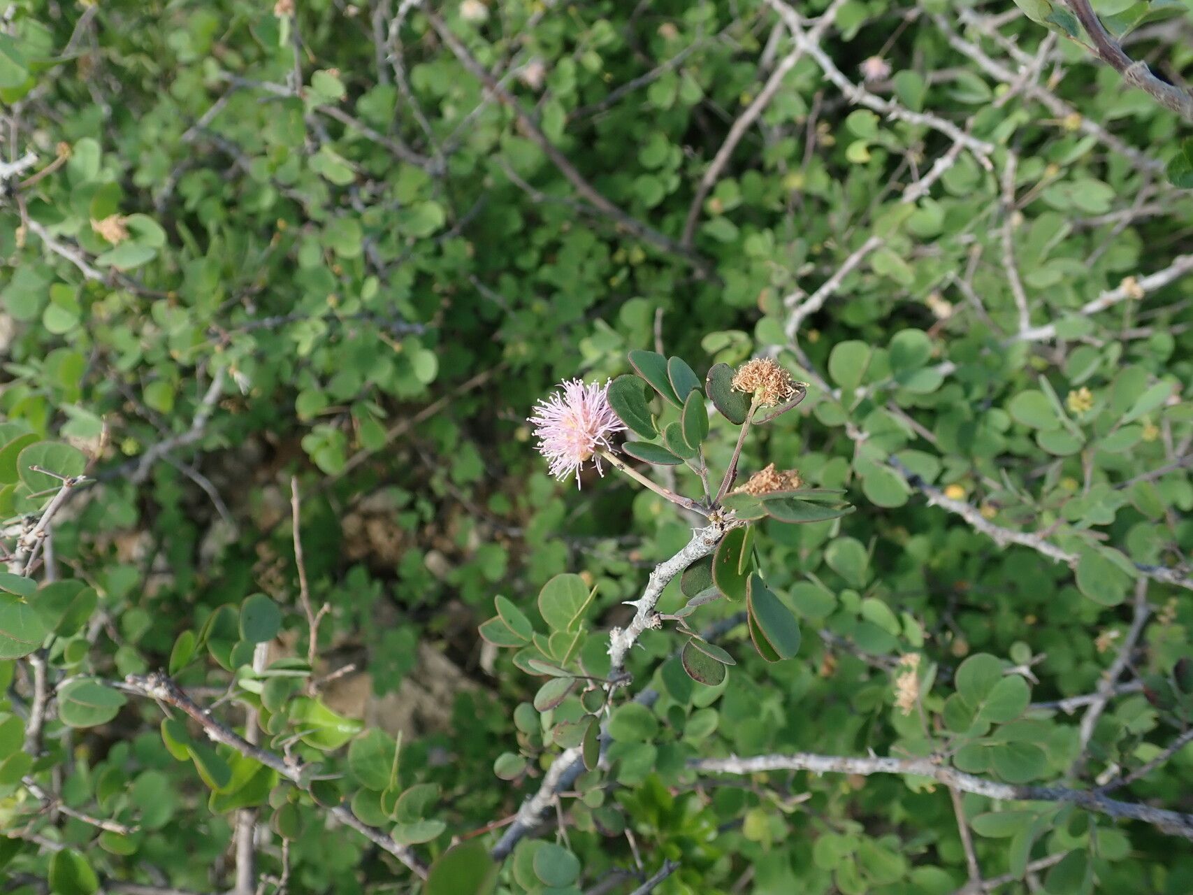 Mimosa ikondensis flower