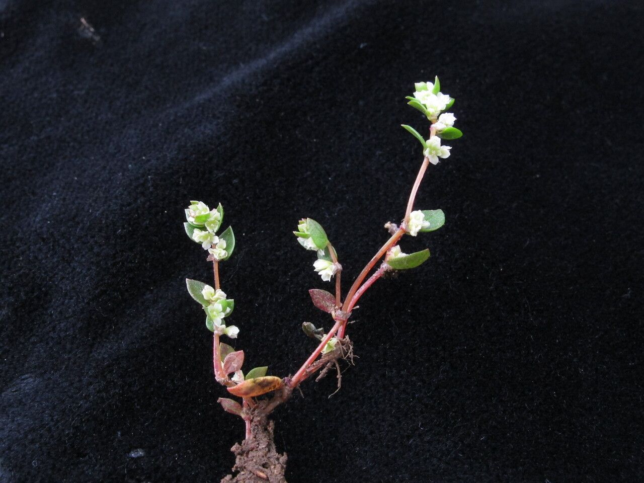 Koenigia nepalensis habit