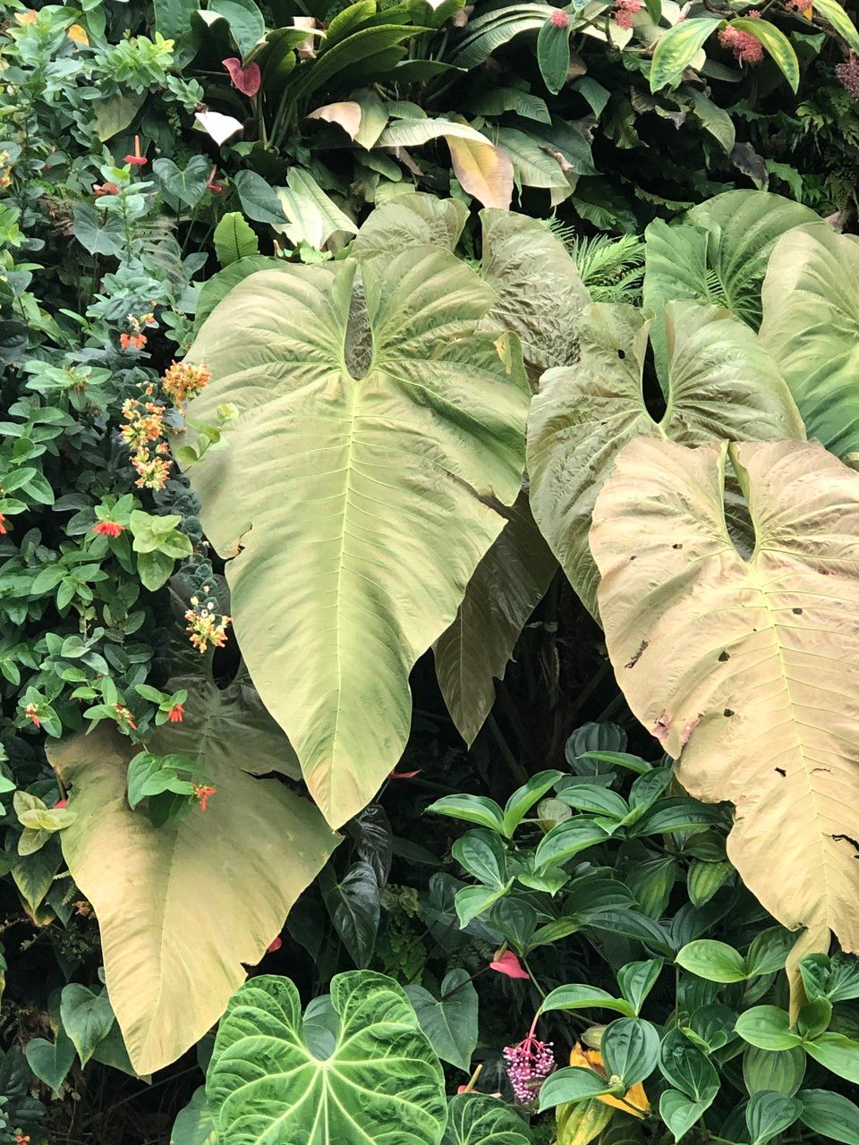 Anthurium dolichostachyum habit