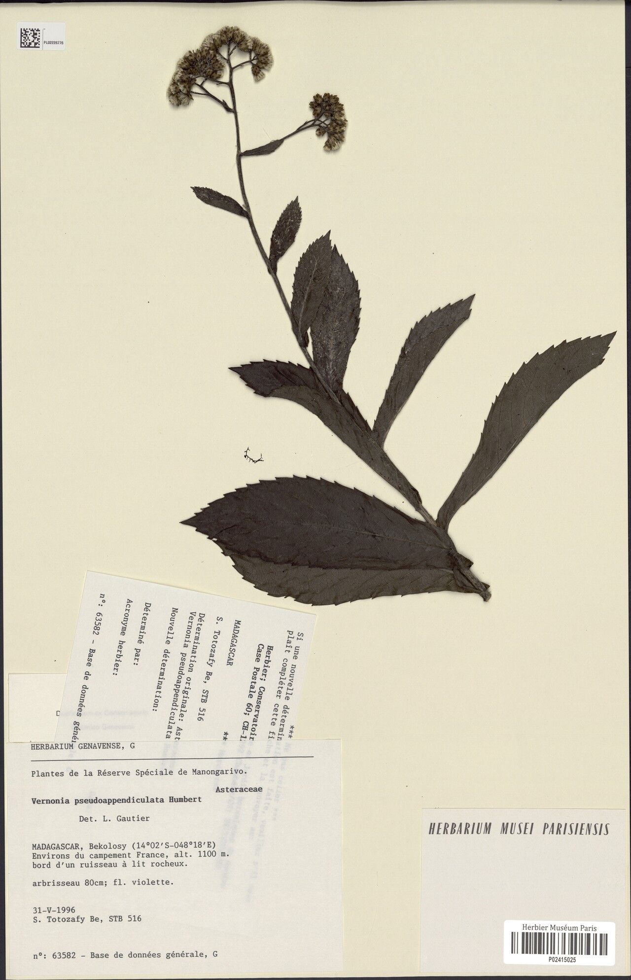 Vernonia pseudoappendiculata — houseplant care guide