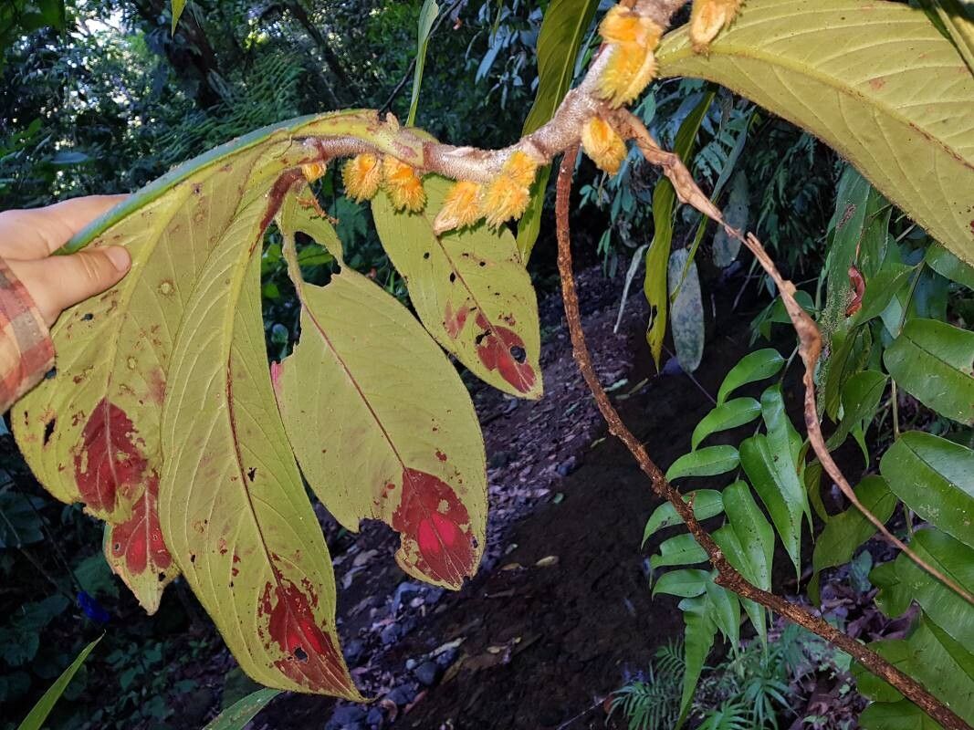 Columnea florida leaf