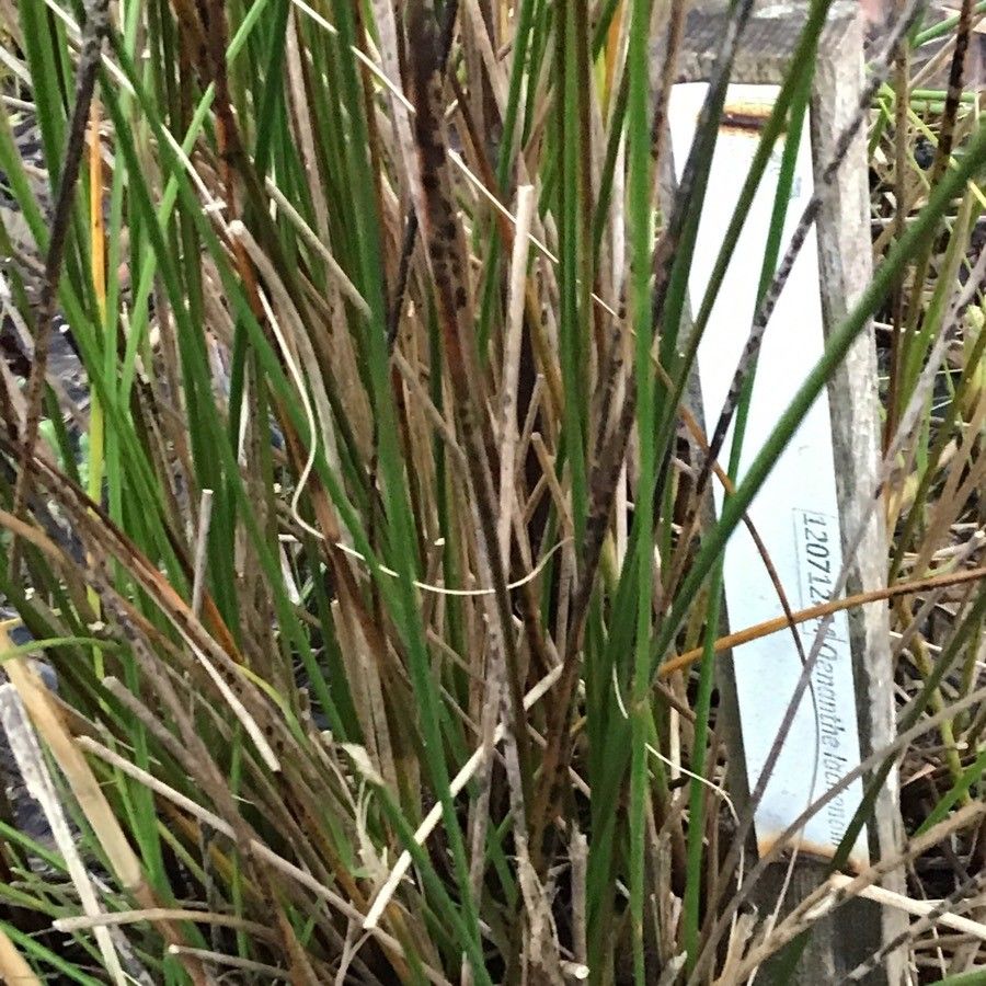 Oenanthe lachenalii leaf