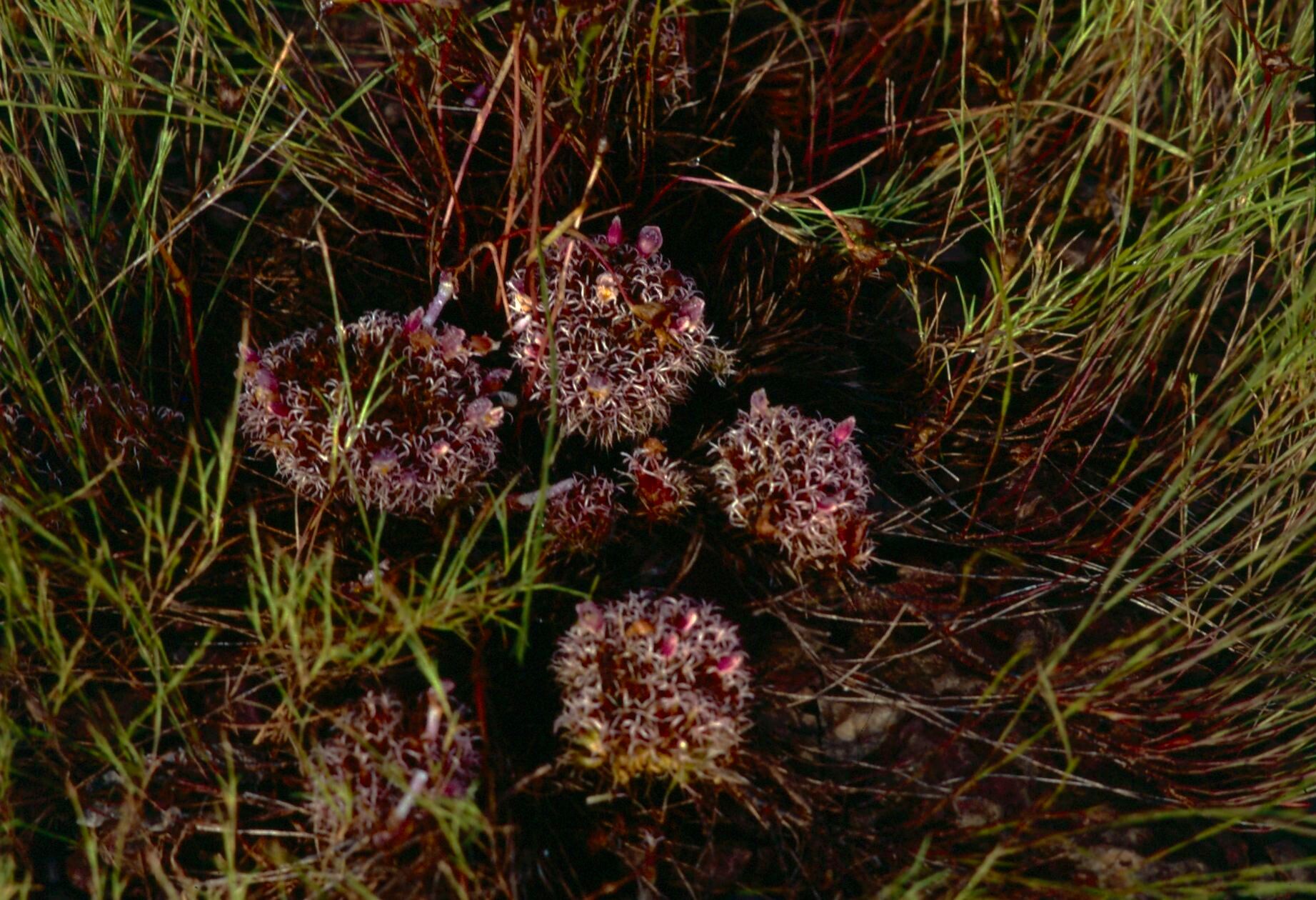 Lepidagathis anobrya — related species from the same genus