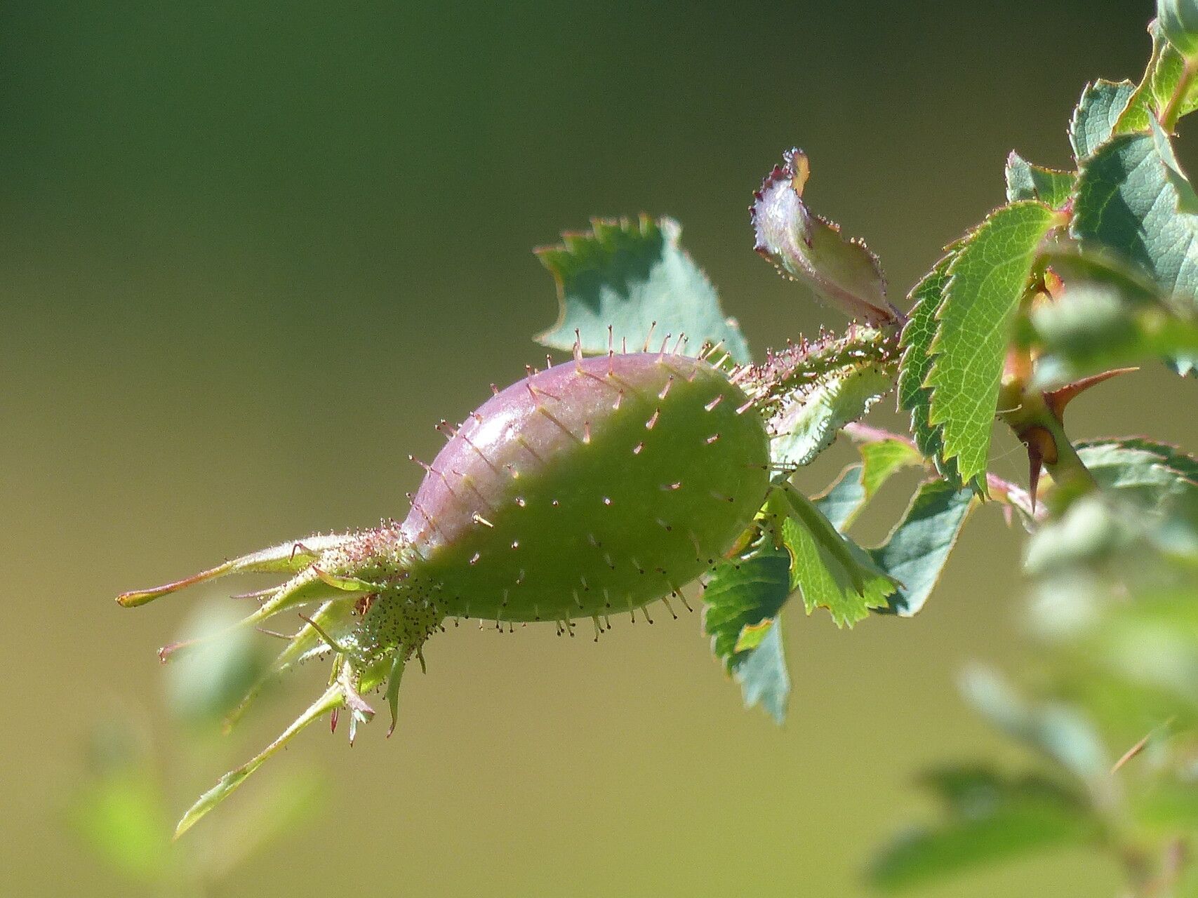 Rosa montana fruit