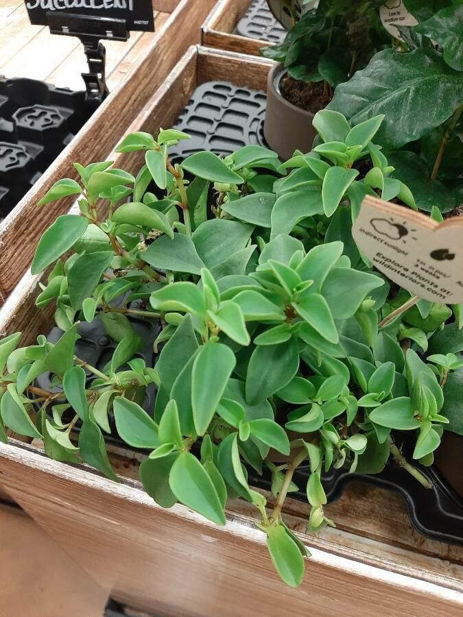 Peperomia humilis — search result for 'Peperomia'