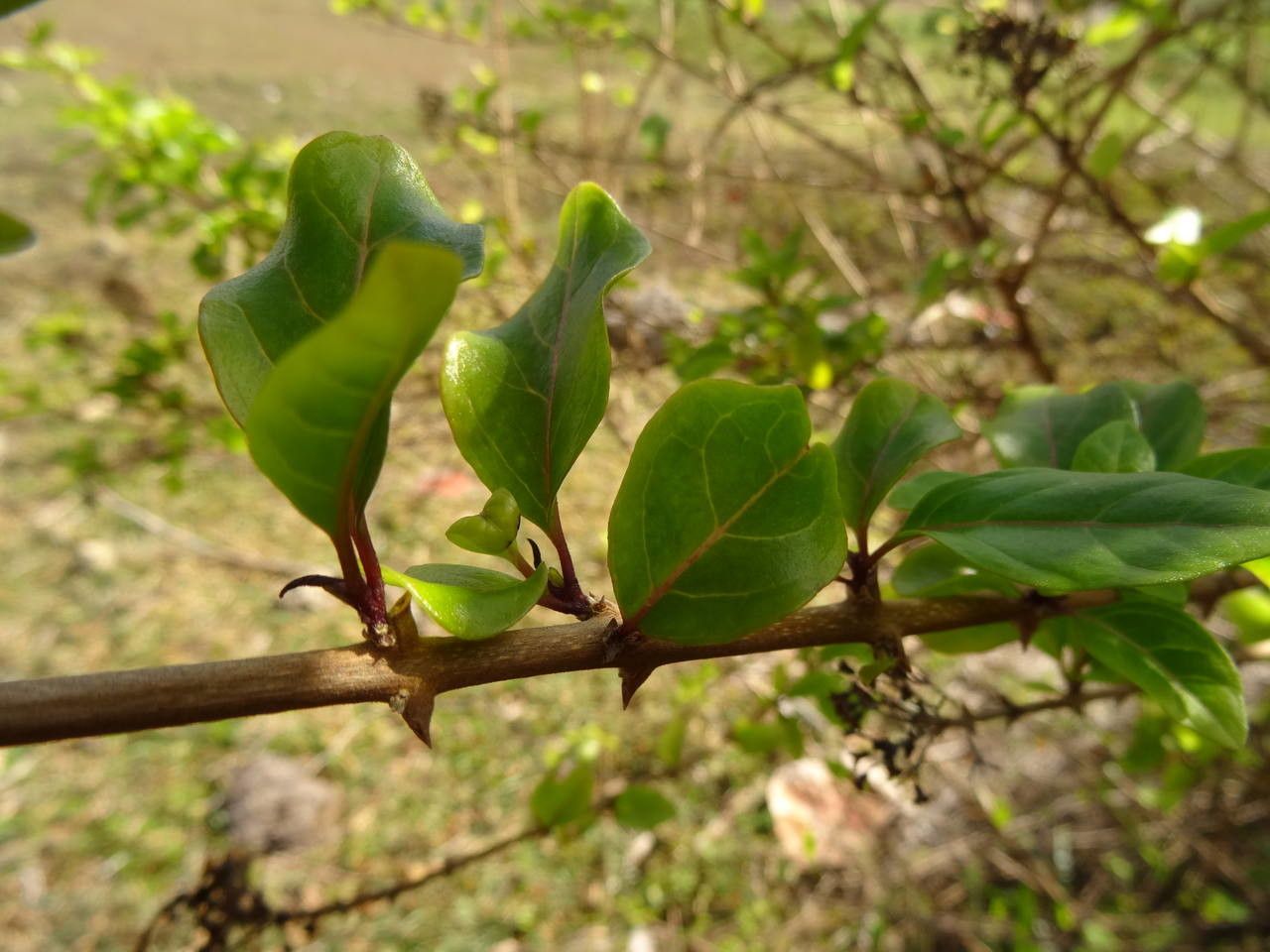 Clerodendrum aculeatum leaf
