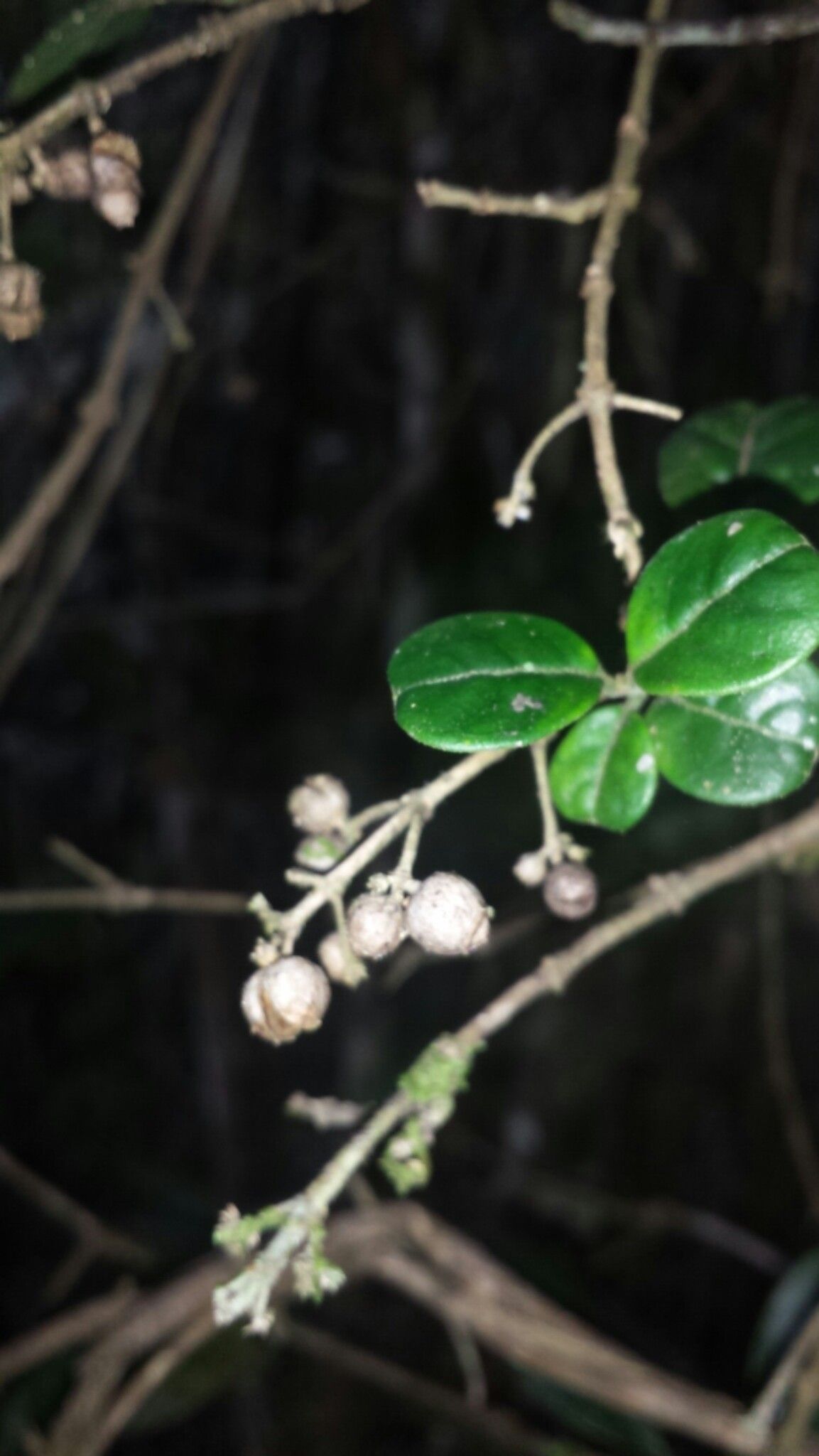 Danais microcarpa fruit