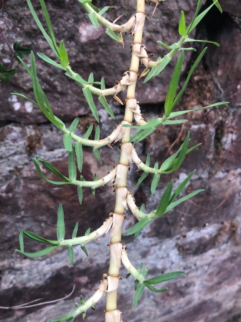 Cenchrus clandestinus leaf