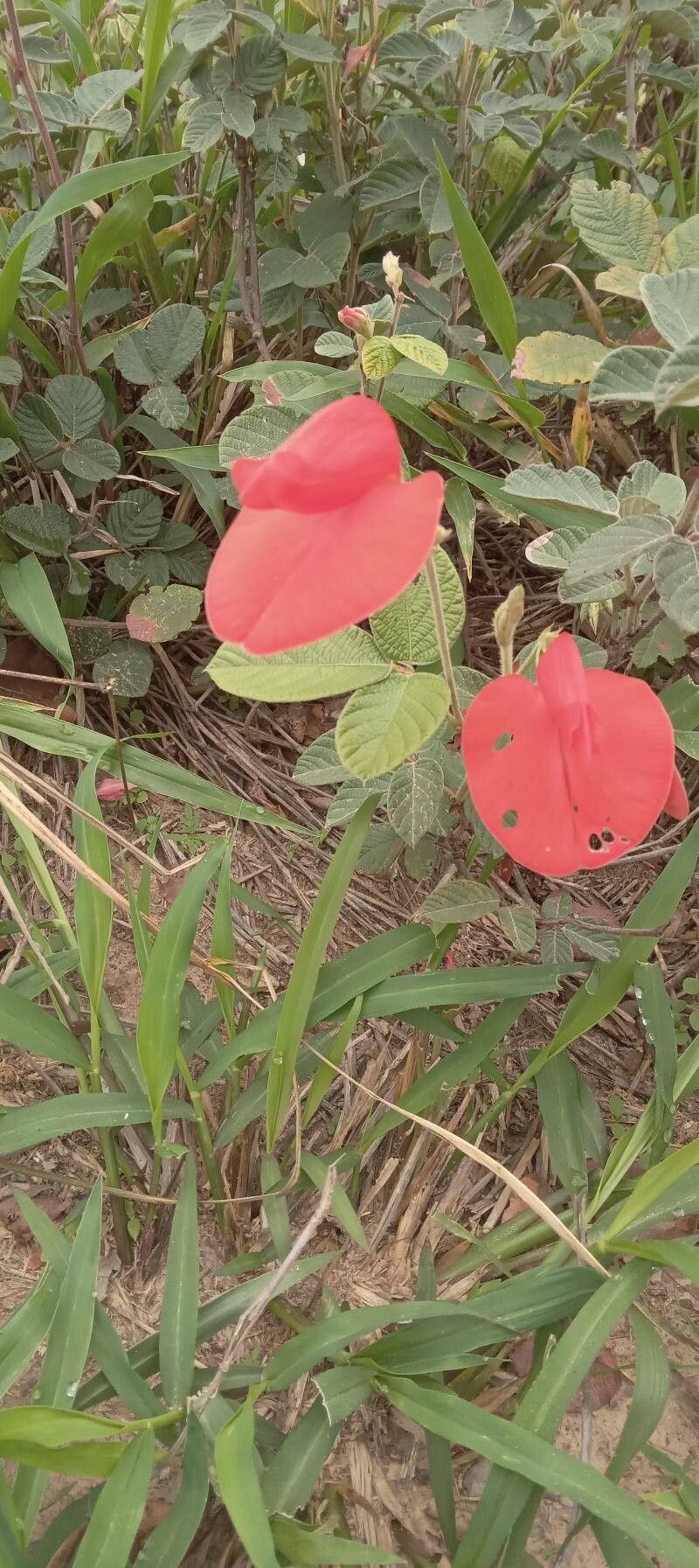 Periandra coccinea — houseplant care guide