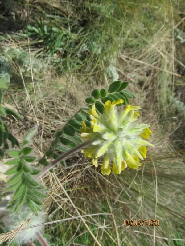 Astragalus exscapus flower