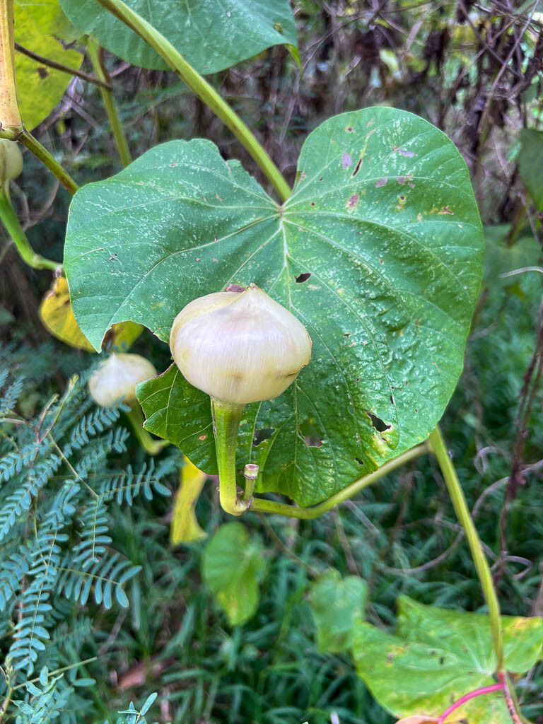 Decalobanthus peltatus fruit