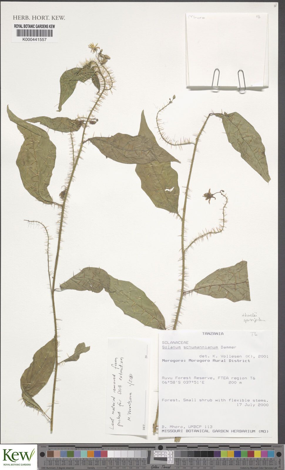 Solanum ruvu — houseplant care guide