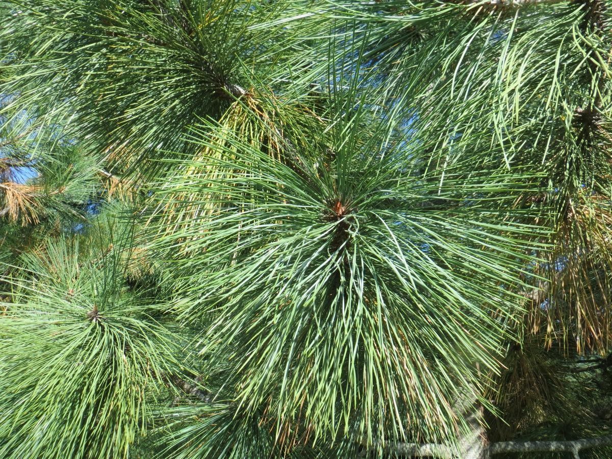 Pinus jeffreyi flower