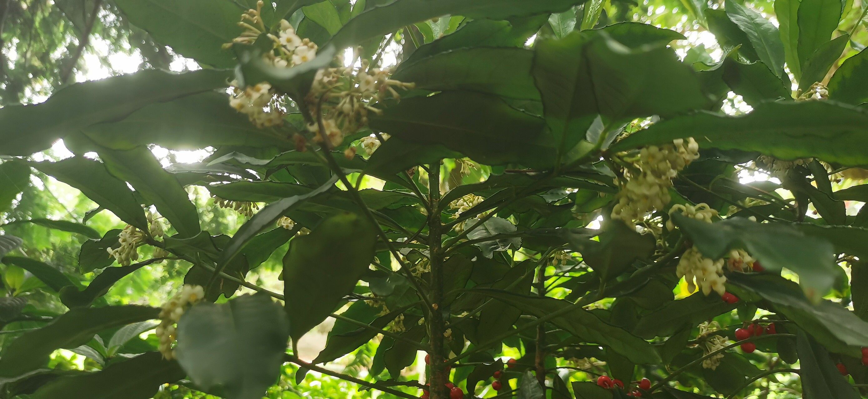 Ardisia shweliensis — houseplant care guide