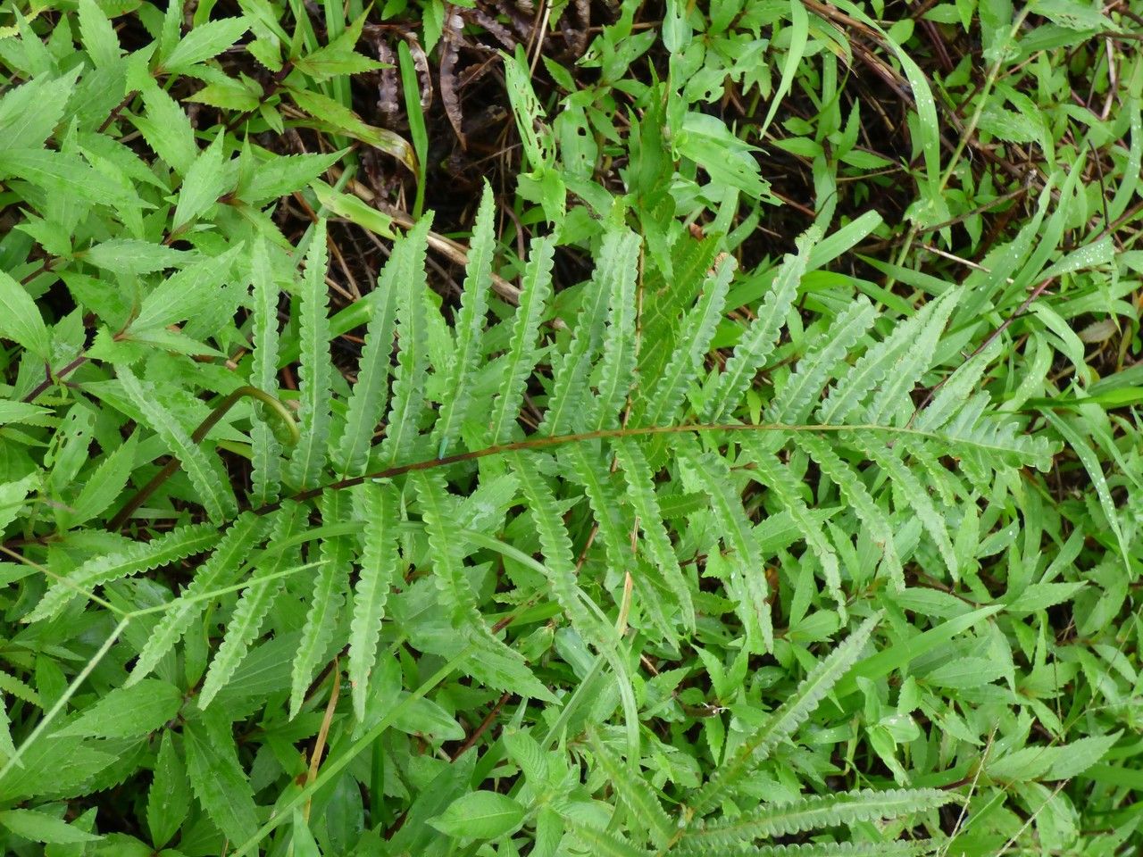 Thelypteris interrupta leaf