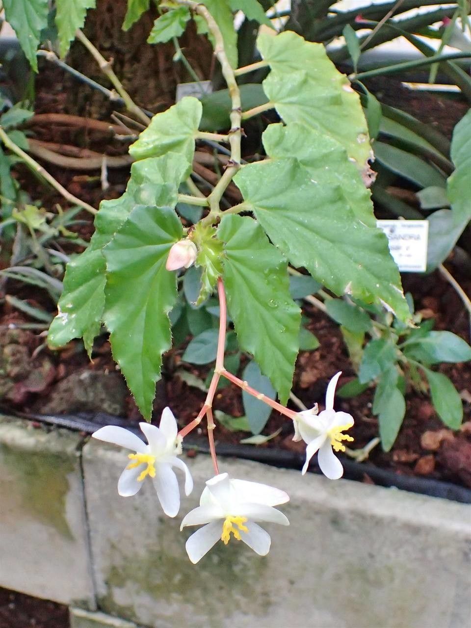 Begonia acutifolia habit