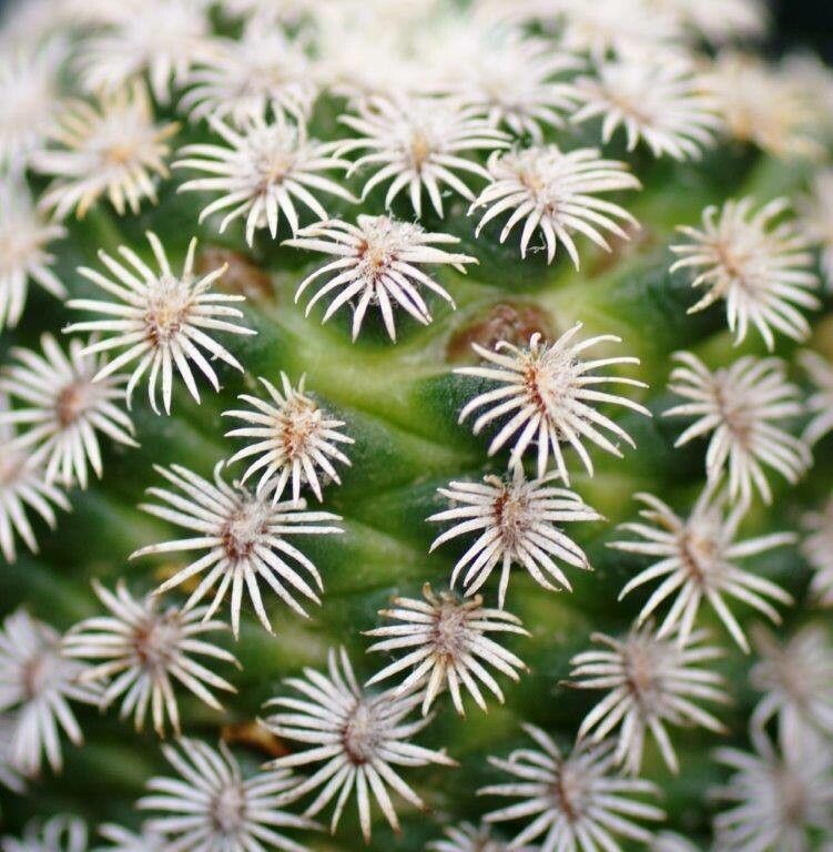 Mammillaria hernandezii — houseplant care guide