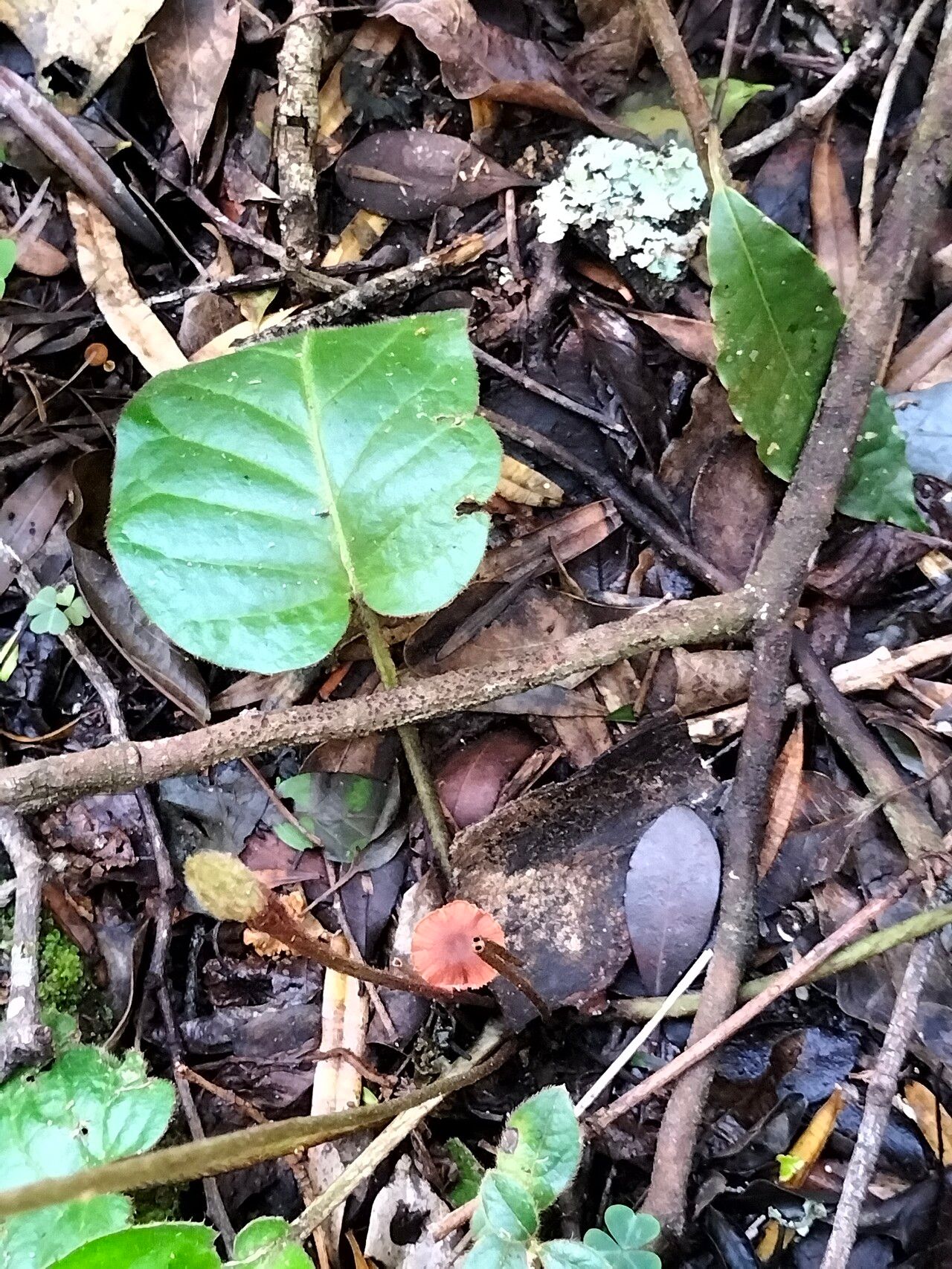 Gerbera cordata leaf