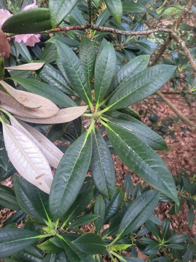 Rhododendron insigne leaf