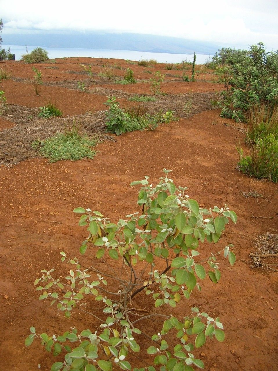 Achyranthes splendens habit