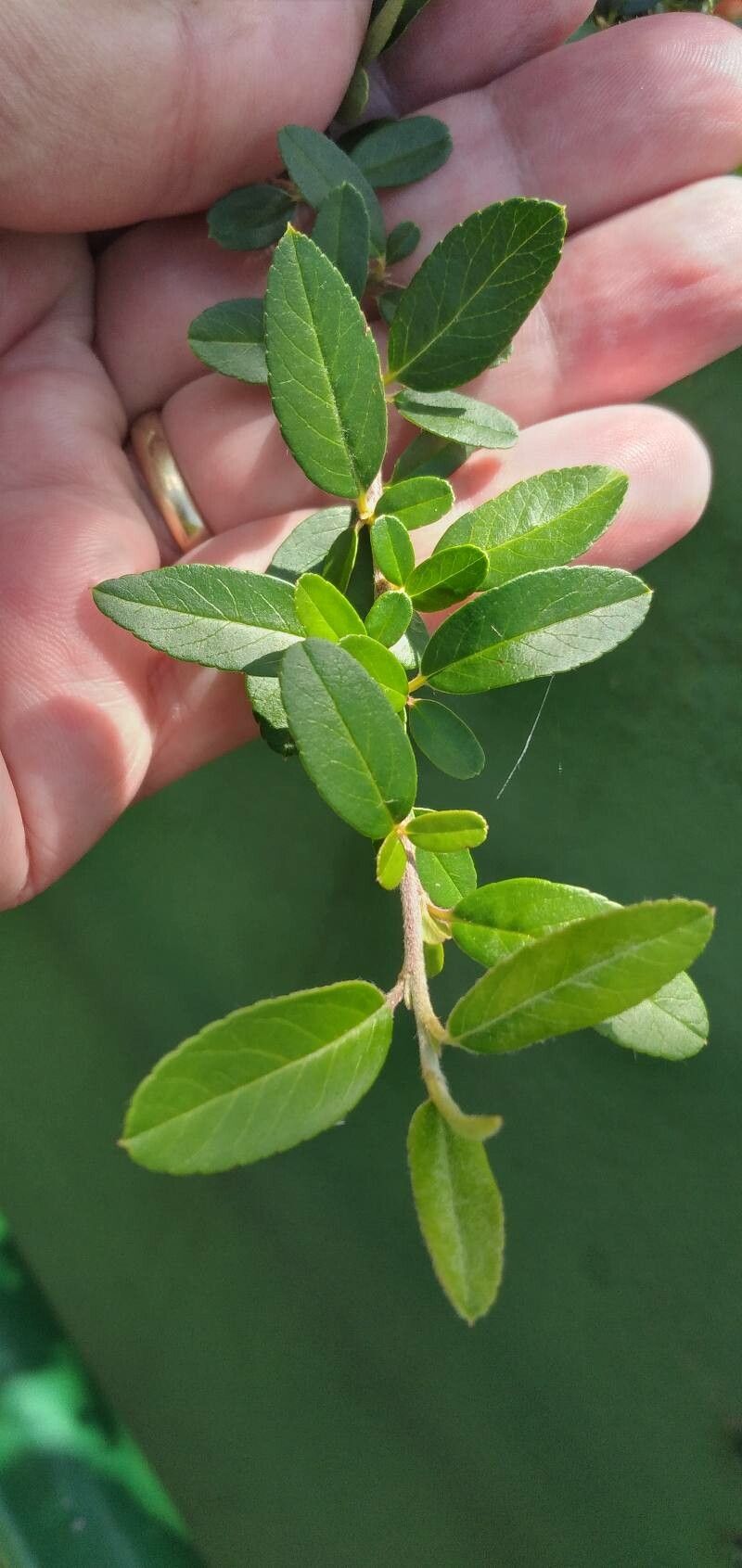 Pyracantha crenulata