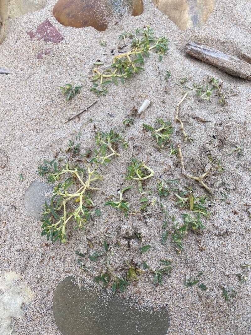 Euphorbia polygonifolia leaf
