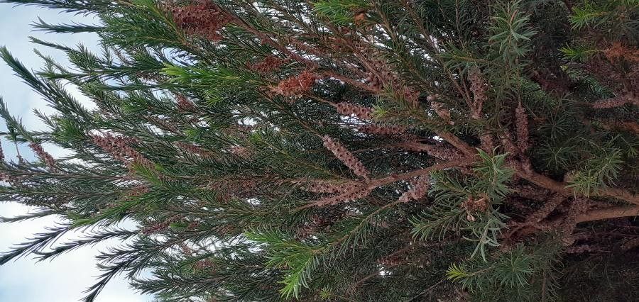 Melaleuca armillaris fruit