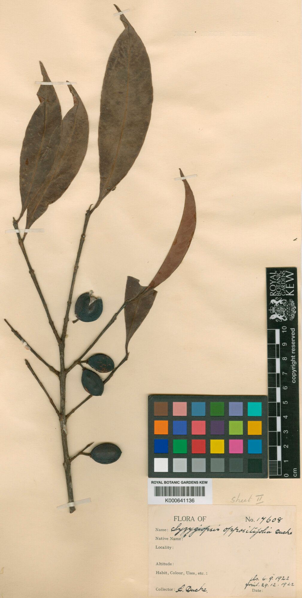 Pouteria oppositifolia fruit