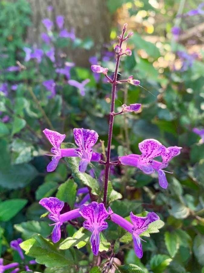 Stachys bullata flower