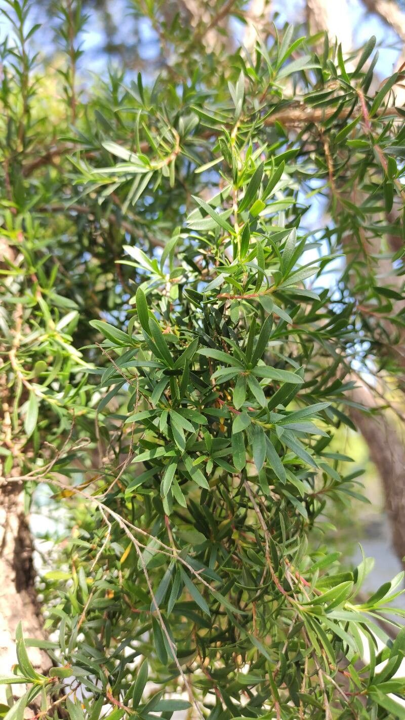 Kunzea peduncularis leaf