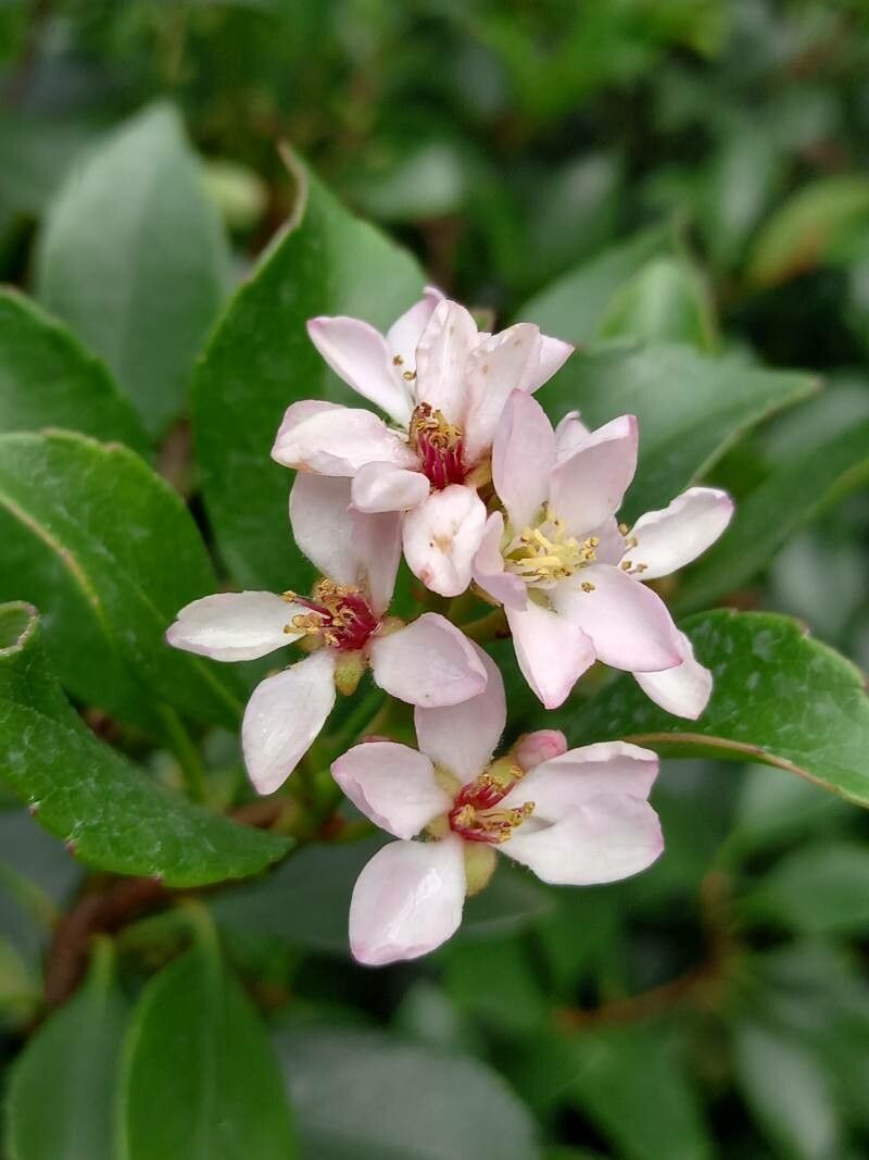 Rhaphiolepis × delacourii flower