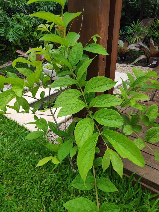 Congea tomentosa leaf