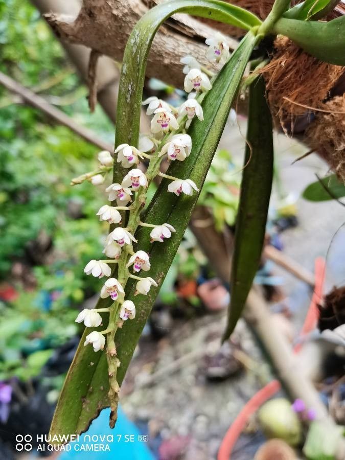 Sarcochilus koghiensis — related species from the same genus