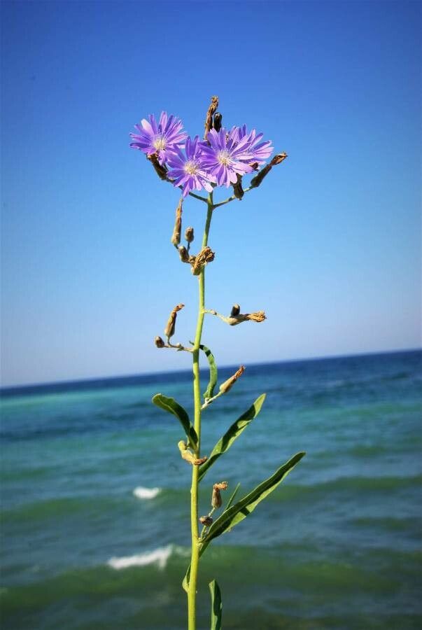 Lactuca tatarica leaf