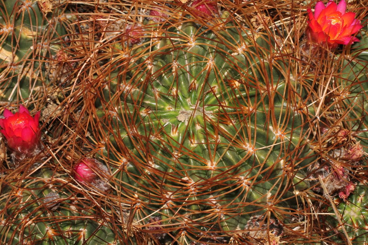 Lobivia backebergii habit