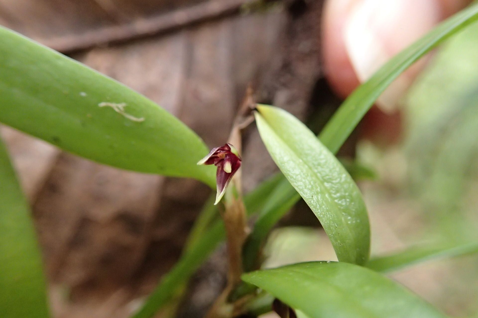 Bulbophyllum betchei flower