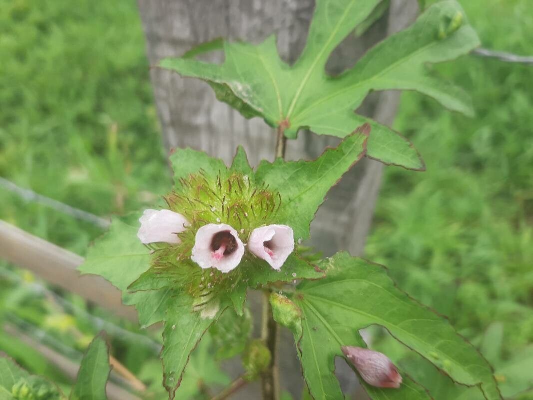 Malachra radiata — related species from the same genus