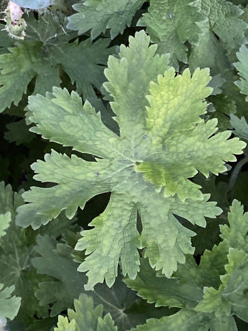 Geranium x magnificum — search result for 'Geraniaceae'