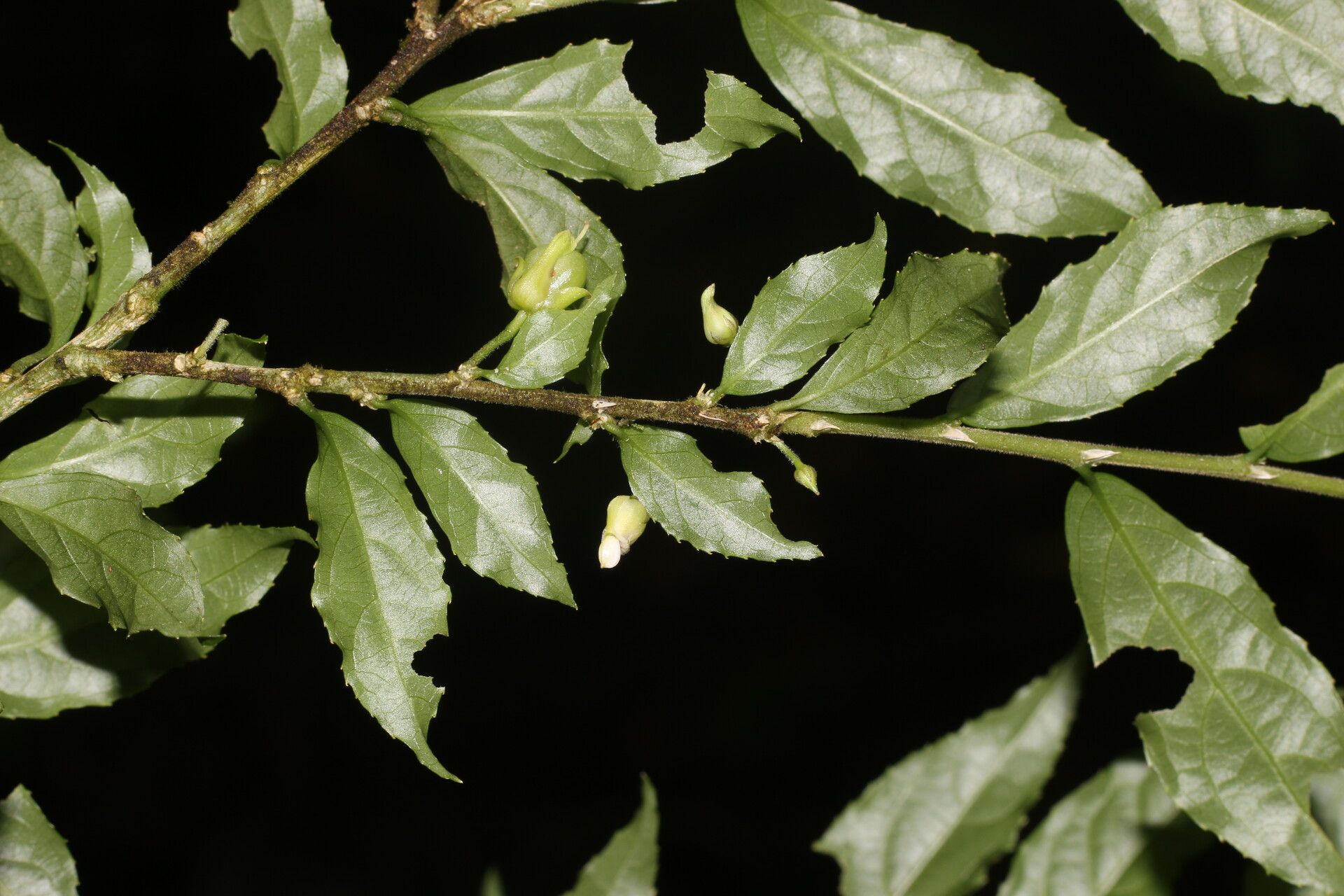 Hybanthus guanacastensis flower
