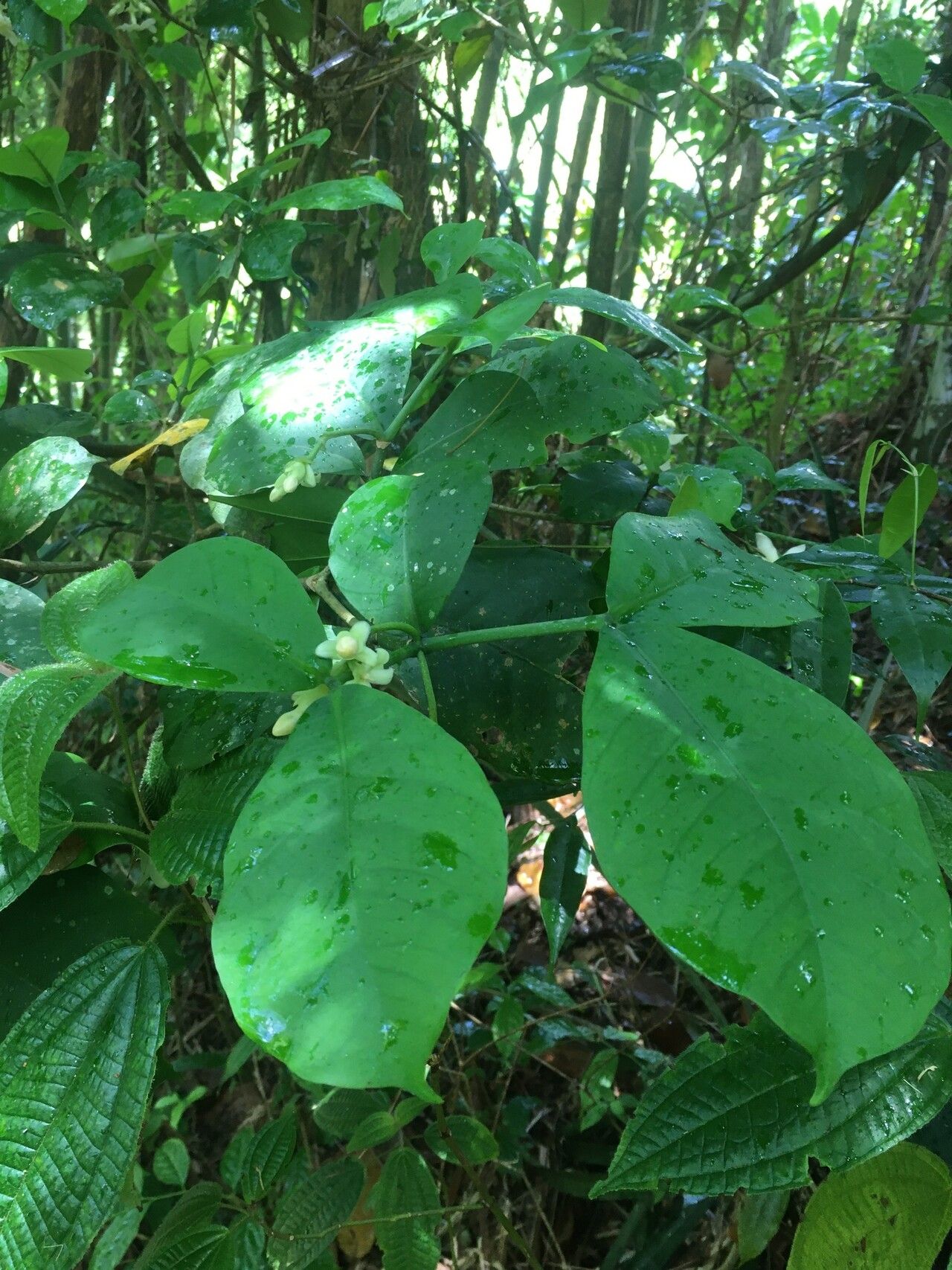 Tabernaemontana crassifolia — search result for 'Tabernaemontana'