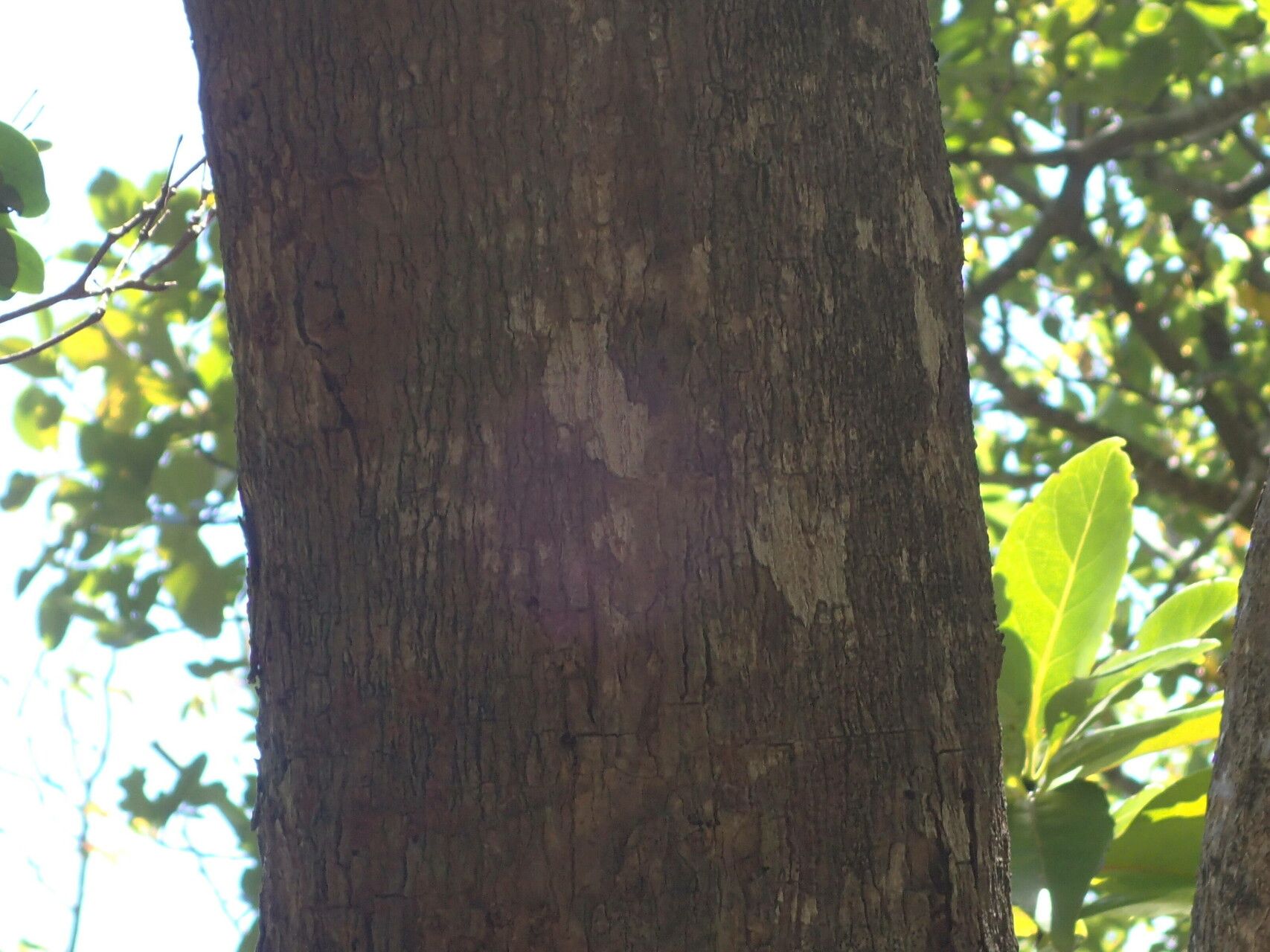 Guapira fragrans bark