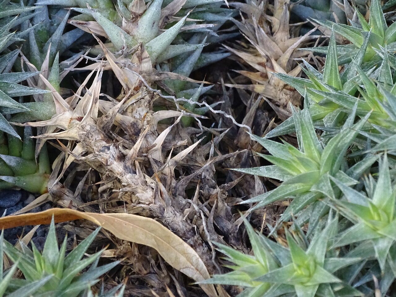 Deuterocohnia lorentziana bark