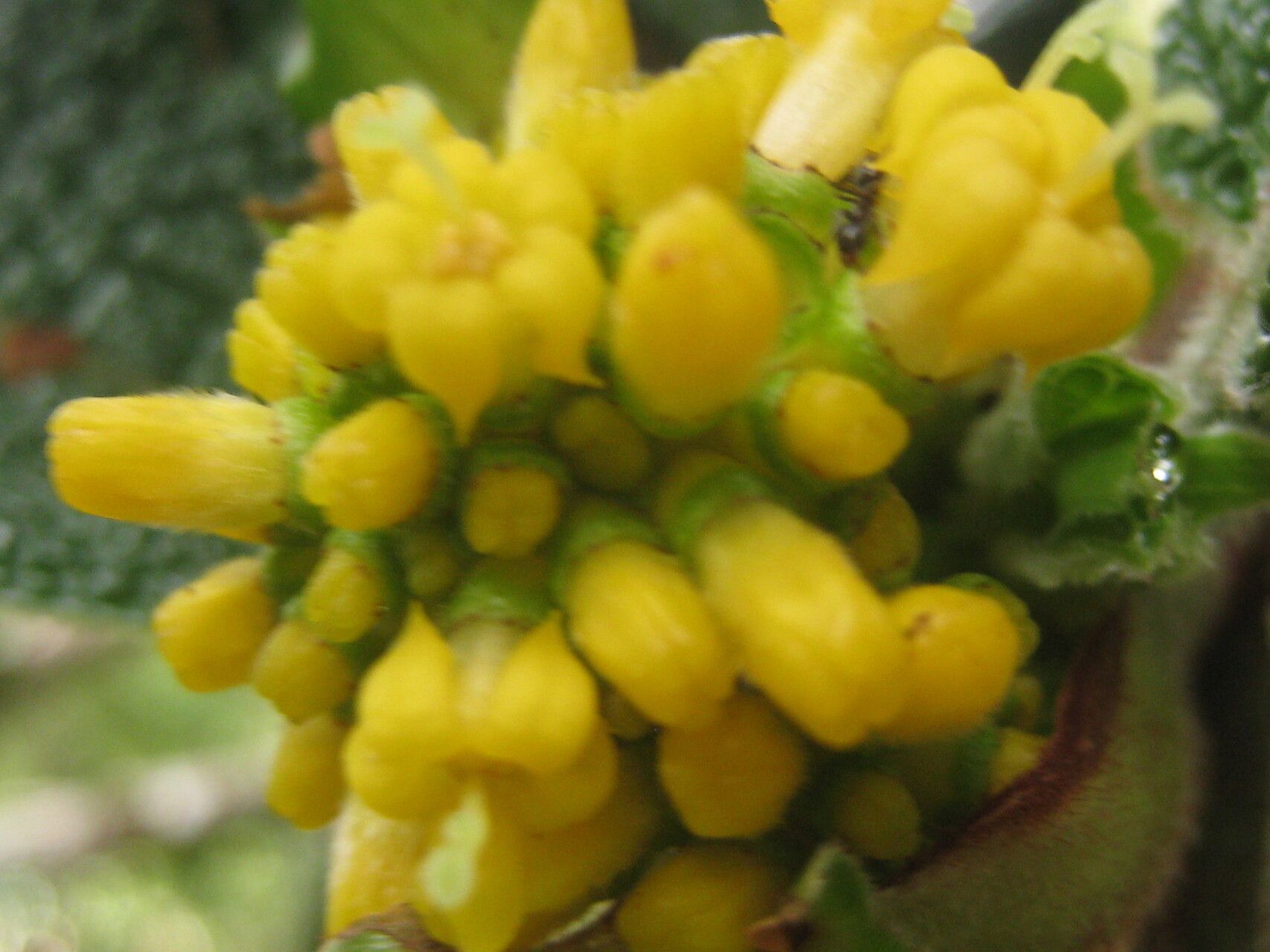 Psychotria macrochlamys — houseplant care guide