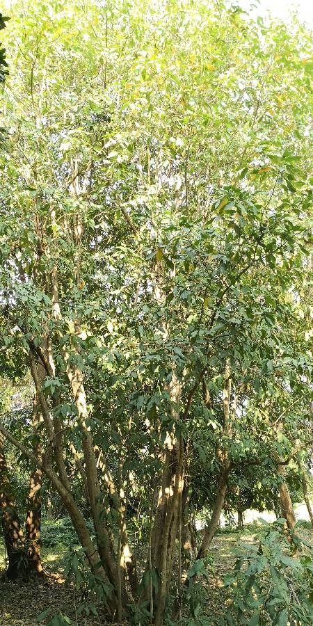 Croton laevigatus habit