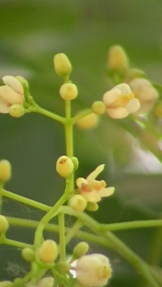 Cola cordifolia flower